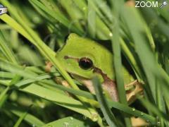 фотография de Soirée amphibiens