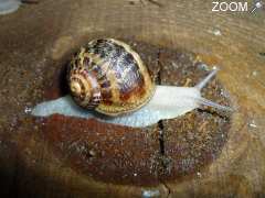 photo de L'ESCARGOT DU LAC